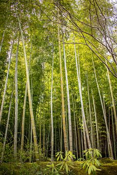 Bamboe bos