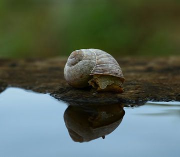 Schneckenhaus mit Schnecke von Peter Bartelings