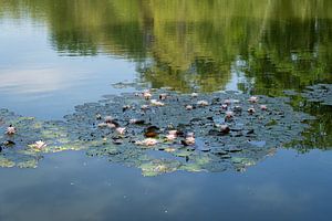 Seerosen und Spiegelung im ruhigen Wasser