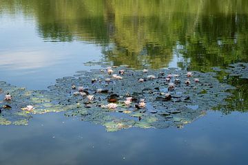 Waterlelies en weerspiegeling in het kalme water van Heidemuellerin
