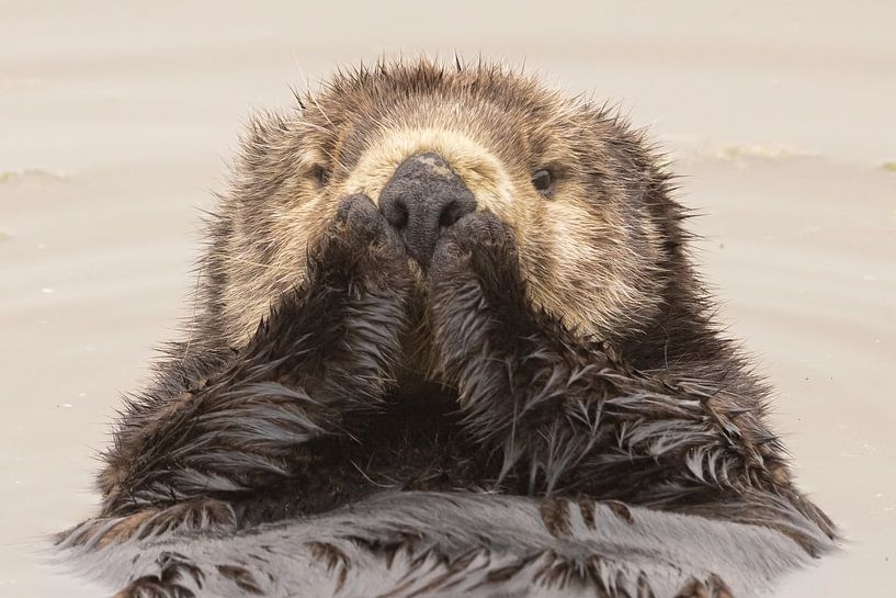 Verbaasde Otter van Kris Hermans