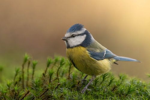 Blaumeise in fantastischem Licht