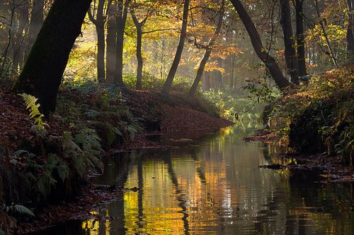 Sterkselse Aa bij Heeze in herfstsferen