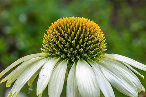 Echinacea