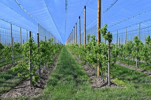 Obstgarten mit Vordach .