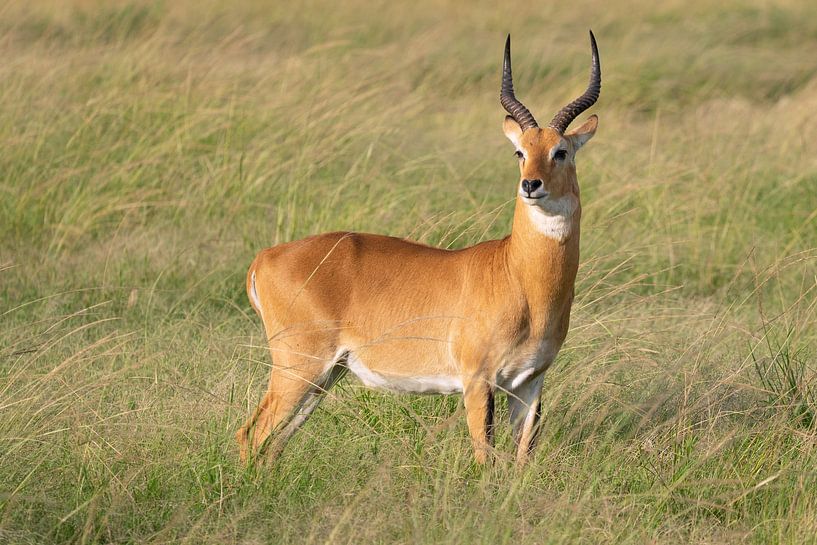 Uganda-Grasantilope (Kobus thomasi) von Alexander Ludwig