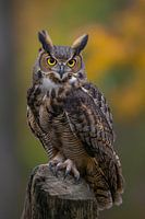 owl portrait