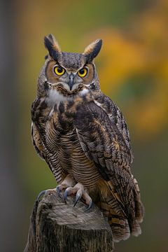 owl portrait by Monique Leenaerts