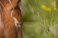 Pony in hoog grasland