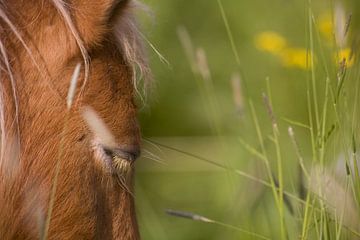Pony in hoog grasland van Ger Loeffen