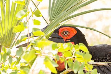 Southern ground hornbill  plays hide-and-seek by Marijke Arends-Meiring