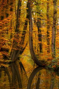 Herfst in Twickel van Truus Nijland