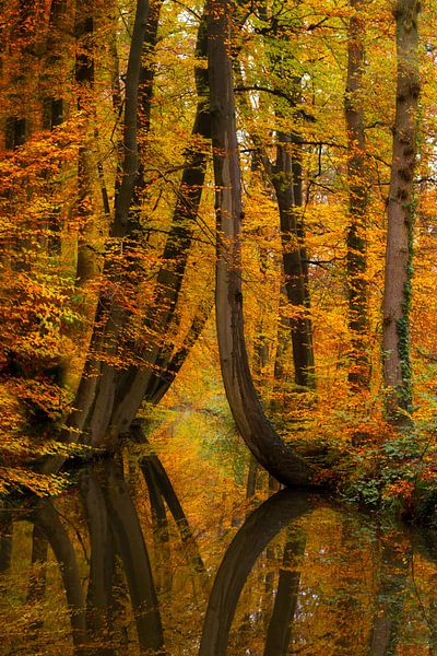 L'automne à Twickel par Truus Nijland