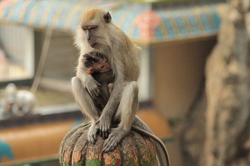 Moederaap met haar dochter