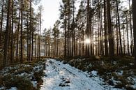 Reisfotografie Vrådal Noorwegen | naaldbos met ondergaande zon van Christien Hoekstra thumbnail