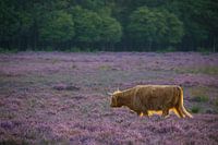 Dernière lumière sur le Westerheide