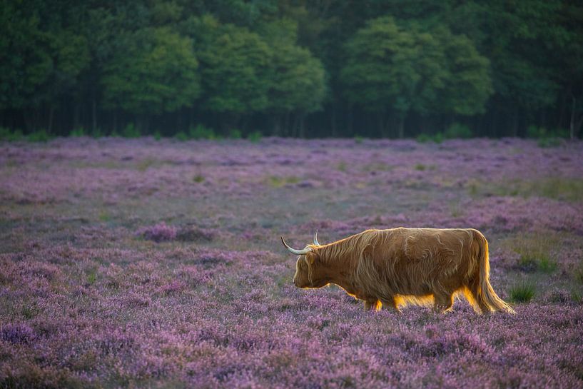 Last light on the Westerheide by Jan-Willem Mantel