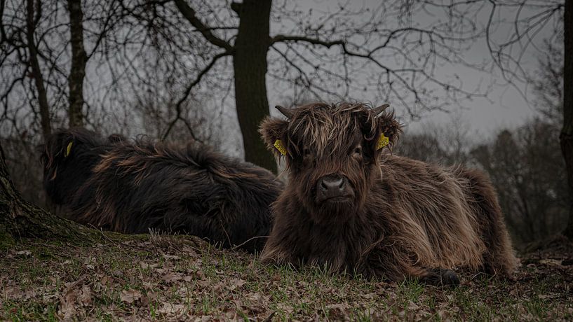 bébé highlanders par iwan faber