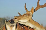 Damhert, fallow deer, natuur van Yvonne Steenbergen thumbnail