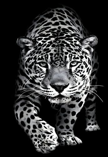 Guépard en noir