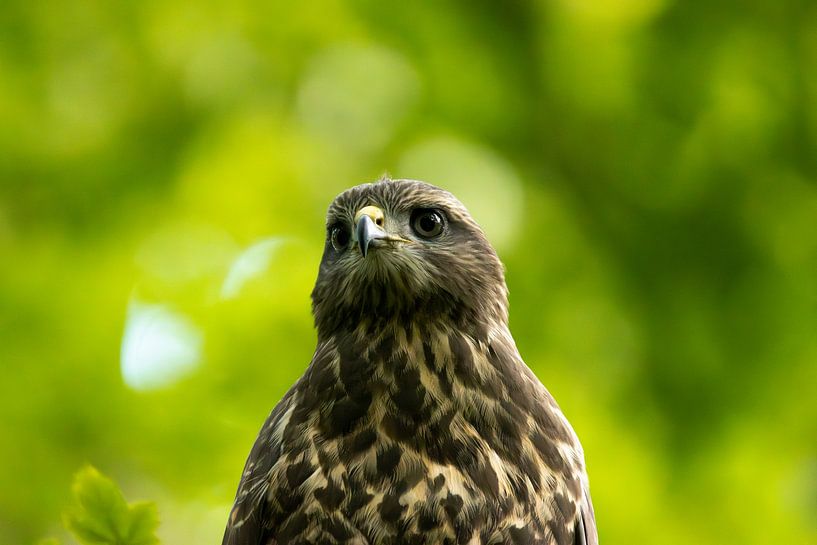 Portrait of a buzzard by Piet Hein Schuijff