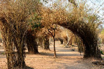 De vreedzame weg door het riet van Laos van Frank Photos