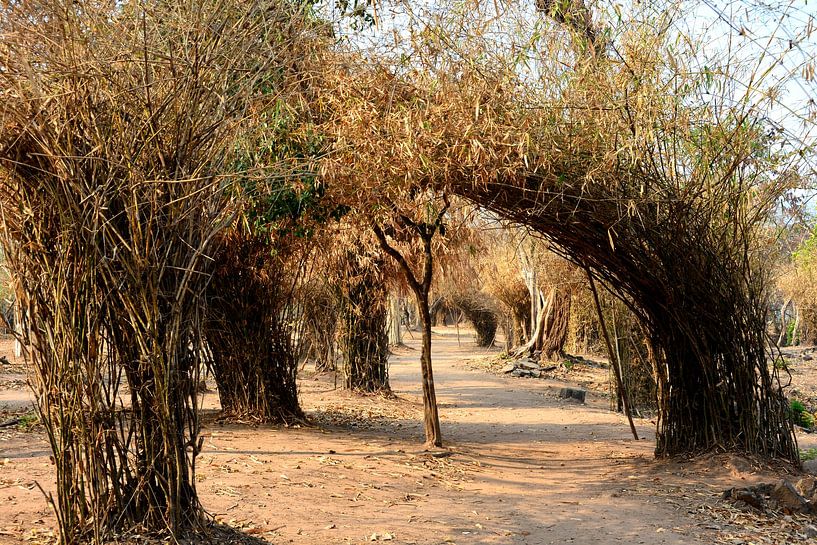 Chemin Paisible à Travers les Roseaux du Laos par Frank Photos