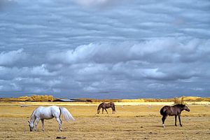 Grazende paarden tussen Heiloo en Egmond van Mike Bing