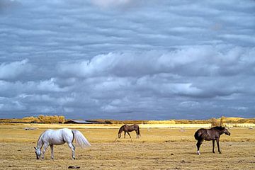 Grazende paarden tussen Heiloo en Egmond