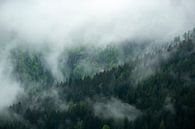 Wolken boven het bos in de Zgornje Jezersko vallei van Sjoerd van der Wal Fotografie thumbnail