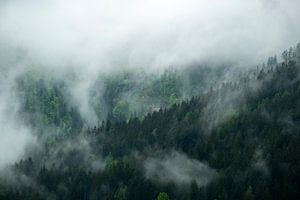 Wolken über dem Wald im Tal von Zgornje Jezersko