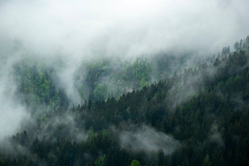 Wolken boven het bos in de Zgornje Jezersko vallei