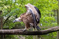 Vale shows off its impressive plumage