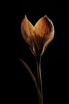 Gedroogde krokus bloem uitgevoerd in lowkey met gouden gloed van John van den Heuvel