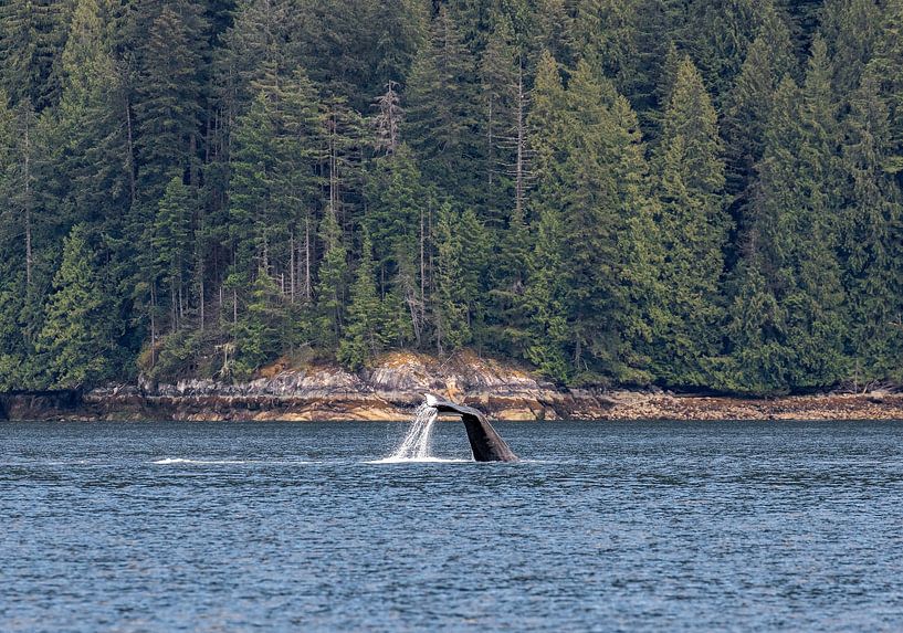 Humpback whale tail near Vancouver Island by Eva Rusman