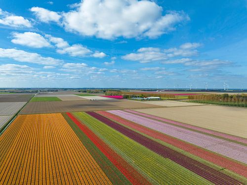 Tulpen op landbouwvelden in de lente van bovenaf gezien