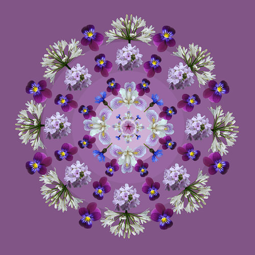 Fleurs 3