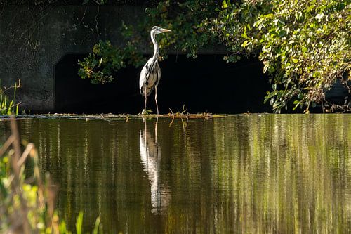 Héron, oiseau majestueux