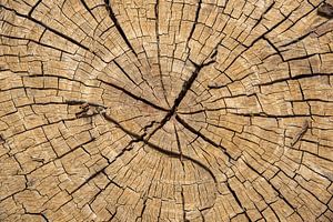 souche de chêne avec fissures et anneaux annuels