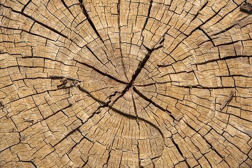 eiken boomstronk met barsten en jaarringen