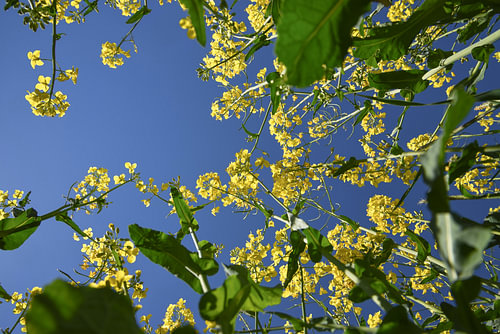 gelb blühende Rapspflanzen von unten gegen den klaren blauen Himmel gesehen, ausgewählter Fokus, eng