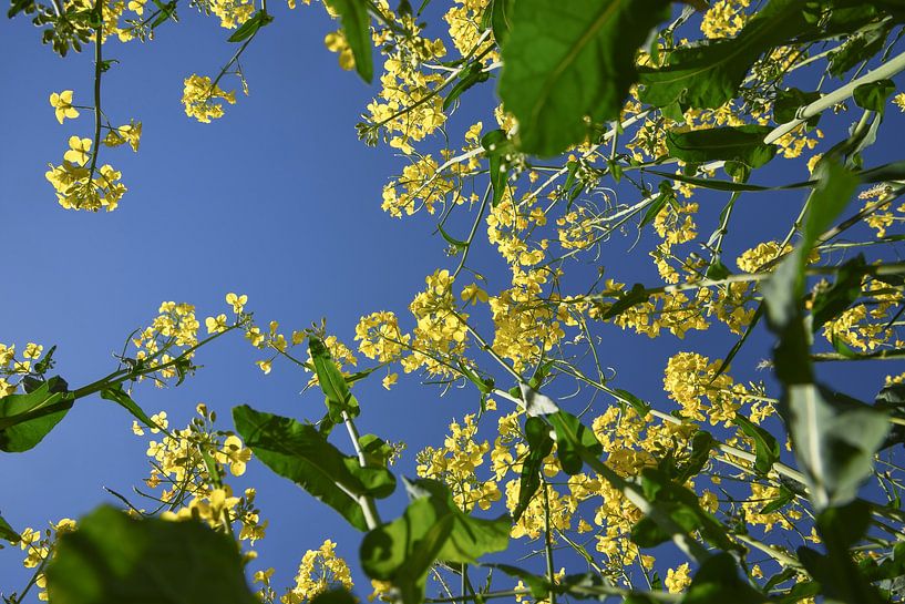 yellow flowering rapeseed plants seen from below against the clear blue sky, selected focus, narrow  by Maren Winter