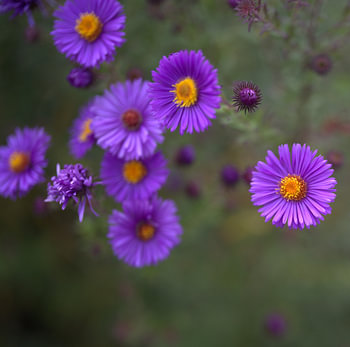 Blumen