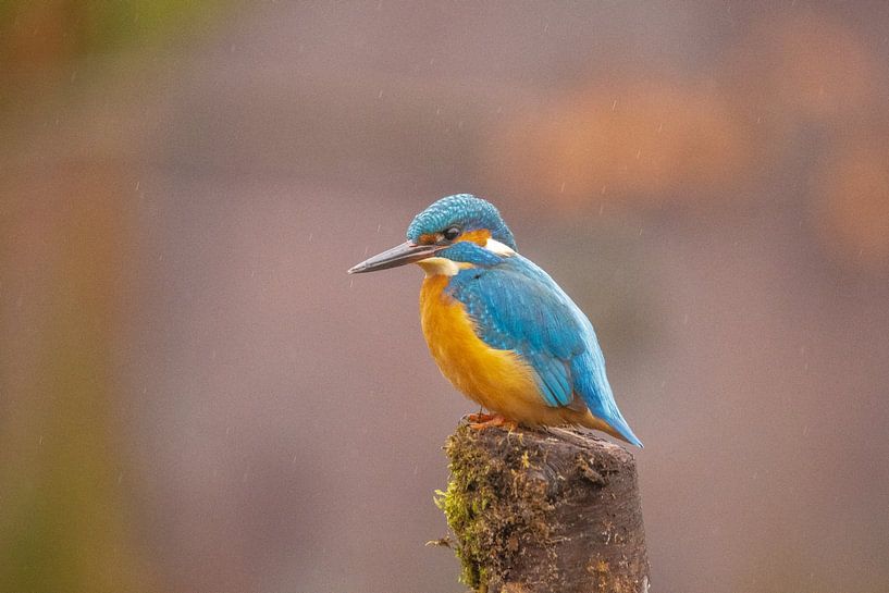 Kingfisher in the rain by Gert Hilbink