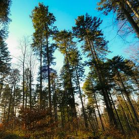 Philip van Leeuwen Profile picture