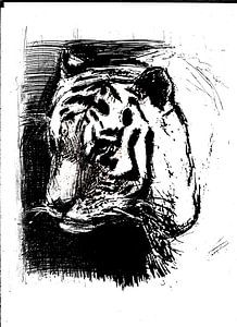 TIGER SCHWARZ UND WEISS