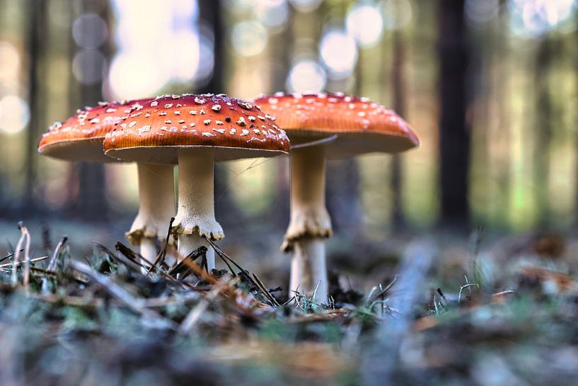 Délicate amanite tue-mouche blanche et rouge, sur le sol de la forêt. par Martin Köbsch