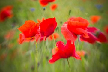 Poppies love.