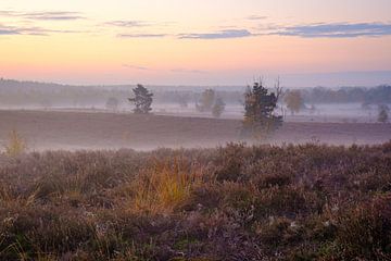 Morgennebel in Zonhoven von Johan Vanbockryck