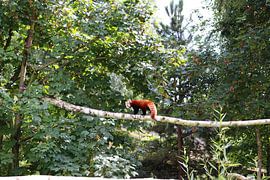 Roter Panda von Myron van Duijnhoven